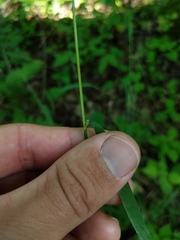 Melica smithii