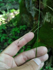 Melica smithii