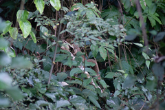 Sciurus aestuans ingrami
