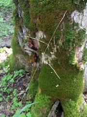 Melica smithii