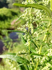 Artemisia serrata
