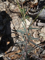 Desmodium arizonicum