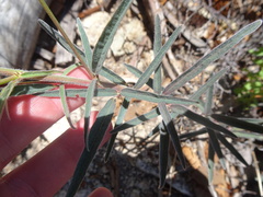 Desmodium arizonicum