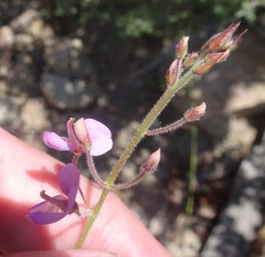 Desmodium arizonicum