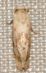 Platphalonidia magdalenae
