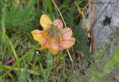 Securigera securidaca