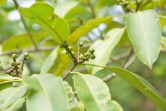 Sapium glandulosum