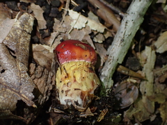 Exsudoporus