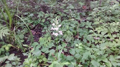 Platanthera grandiflora