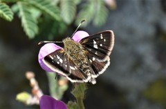 Dardarina dardaris