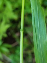 Bromus latiglumis