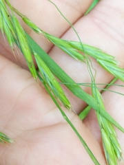 Bromus latiglumis