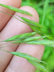 Bromus latiglumis