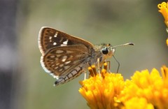 Dardarina dardaris