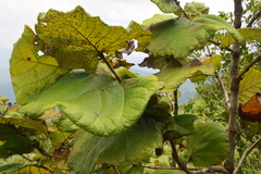 Coccoloba pubescens