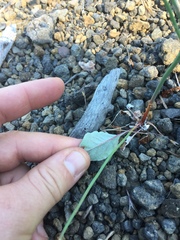 Eriogonum nudum nudum