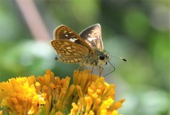 Dardarina dardaris