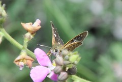 Dardarina dardaris