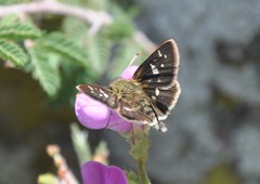Dardarina dardaris