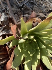 Dudleya ingens