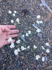 Eriogonum nudum nudum