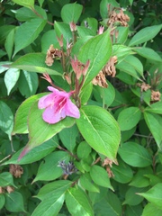 Weigela floribunda