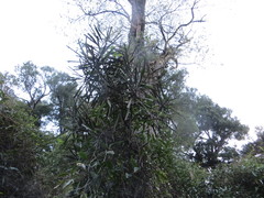 Pseudopanax ferox
