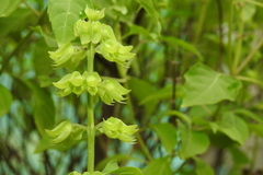 Ocimum basilicum