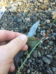 Eriogonum nudum nudum
