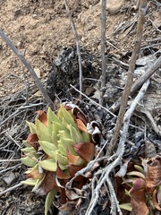 Dudleya ingens