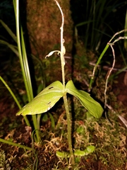 Neottia convallarioides