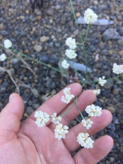 Eriogonum nudum nudum