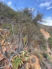 Dudleya ingens