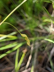 Carex debilis rudgei
