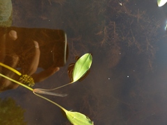 Potamogeton epihydrus