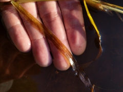 Potamogeton epihydrus