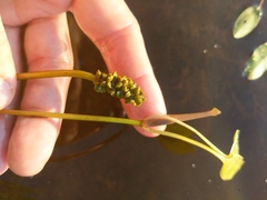 Potamogeton epihydrus