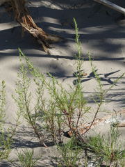 Artemisia campestris caudata