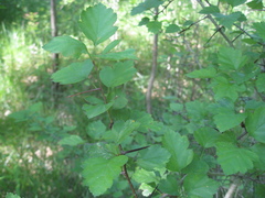 Crataegus pruinosa