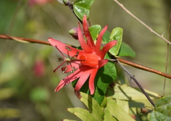 Passiflora murucuja