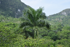 Roystonea borinquena