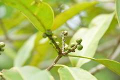 Sapium glandulosum