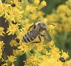 Andrena hirticincta