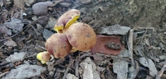 Aureoboletus auriporus