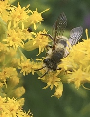 Andrena hirticincta
