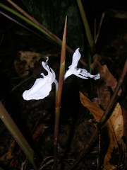 Ischnosiphon heleniae