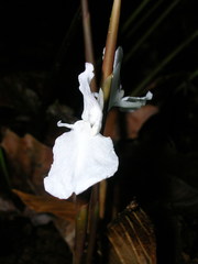 Ischnosiphon heleniae