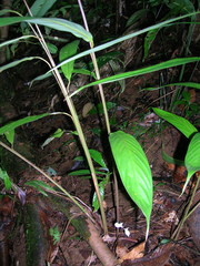 Ischnosiphon heleniae