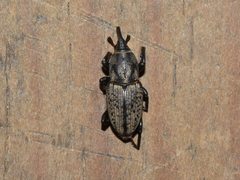Sphenophorus cicatristriatus