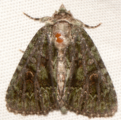 Phosphila miselioides